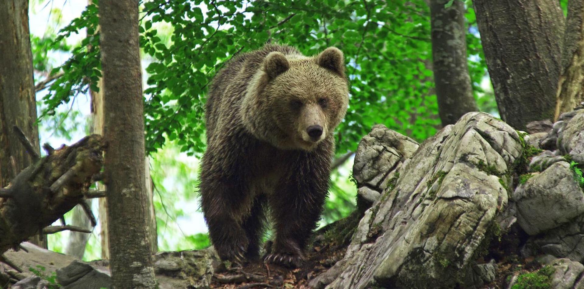 Cherry House - Cosy House - Ideal For Bear Watching, In The Neighborhood Of The Medieval Sneznik Castle Stari Trg pri Lozu Экстерьер фото